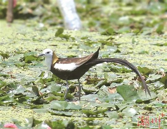 驚喜！“水鳳凰”飛臨潮州！