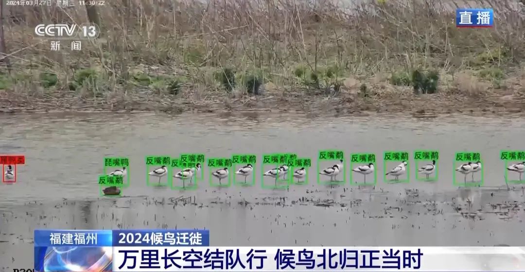 候鳥北歸正當時 保護濕地裝上“鳥臉識别”